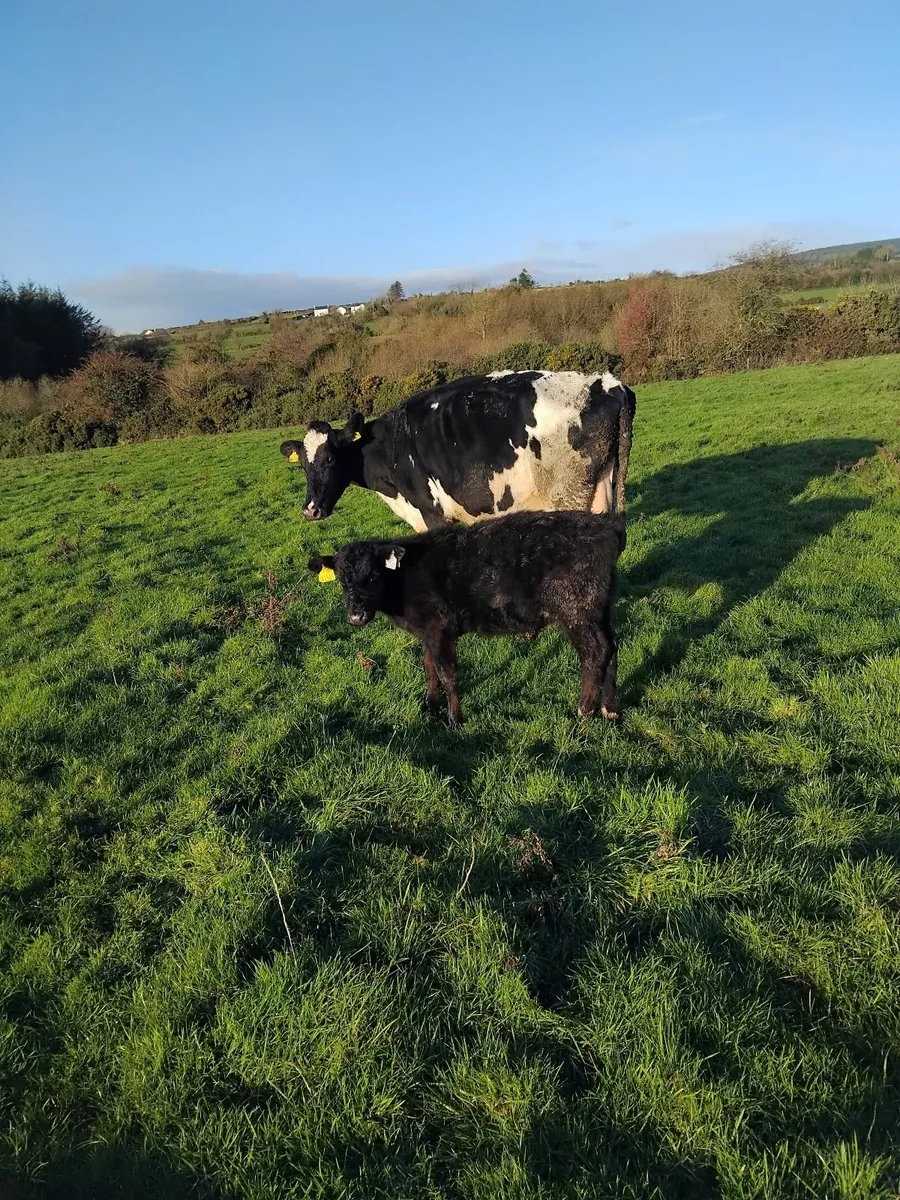 Freisian cow and angus calf - Image 1