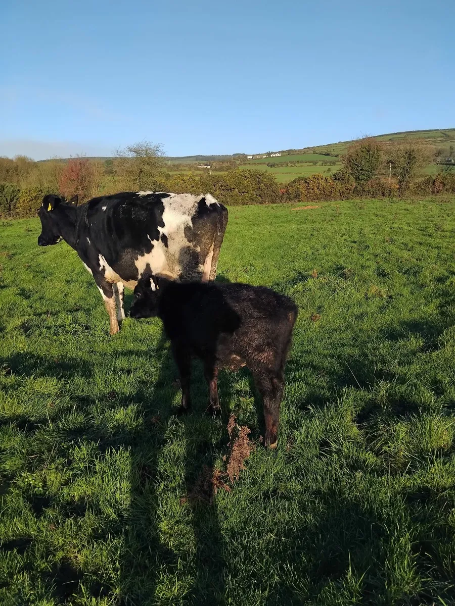 Freisian cow and angus calf - Image 2