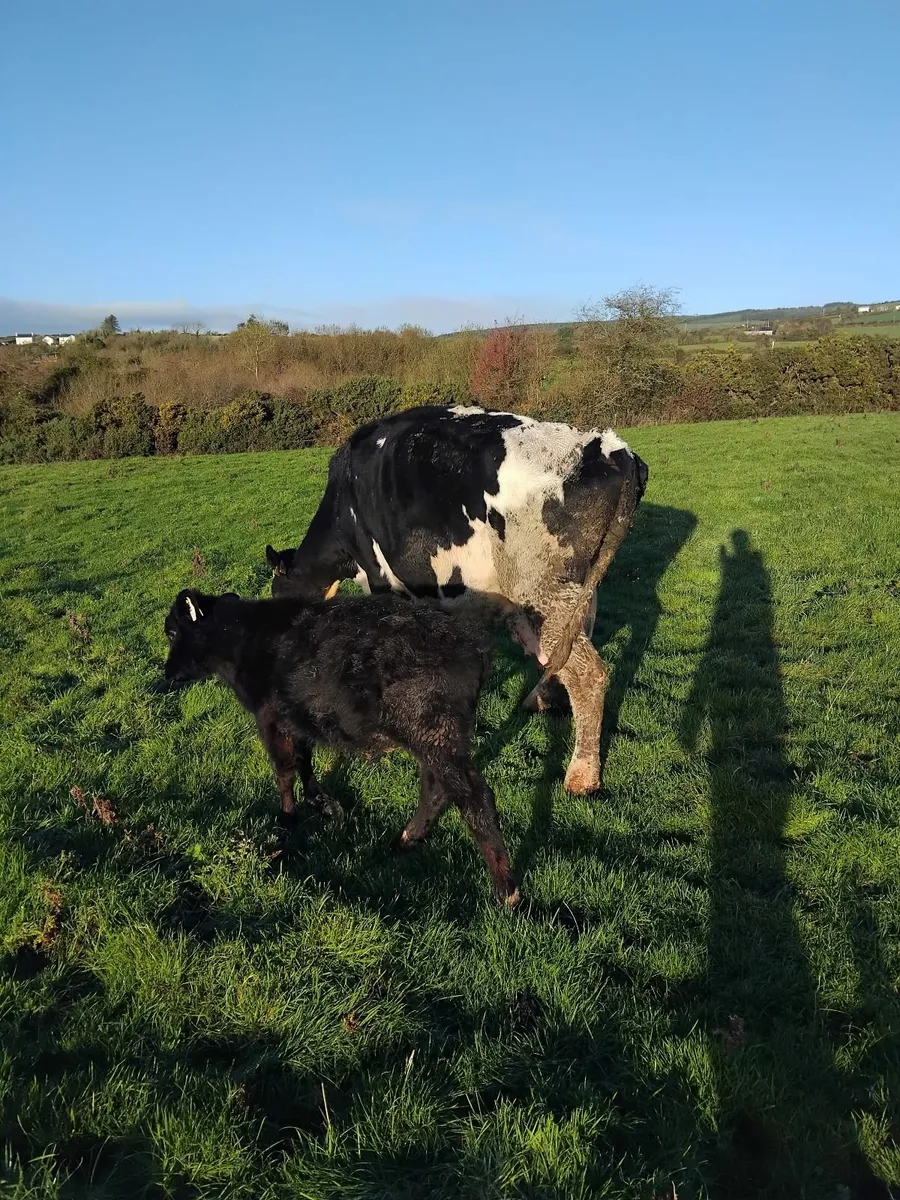 Freisian cow and angus calf - Image 3