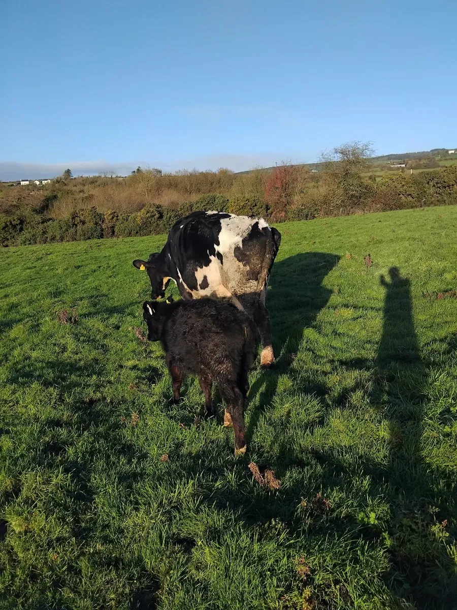 Freisian cow and angus calf - Image 4