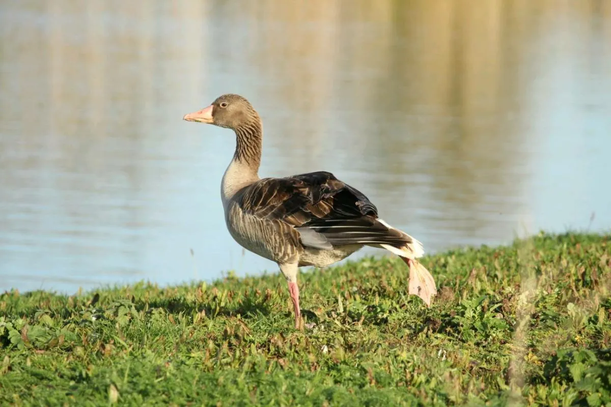 Canon EF-S 55-250mm f/4-5.6 IS telephoto zoom lens - Image 2