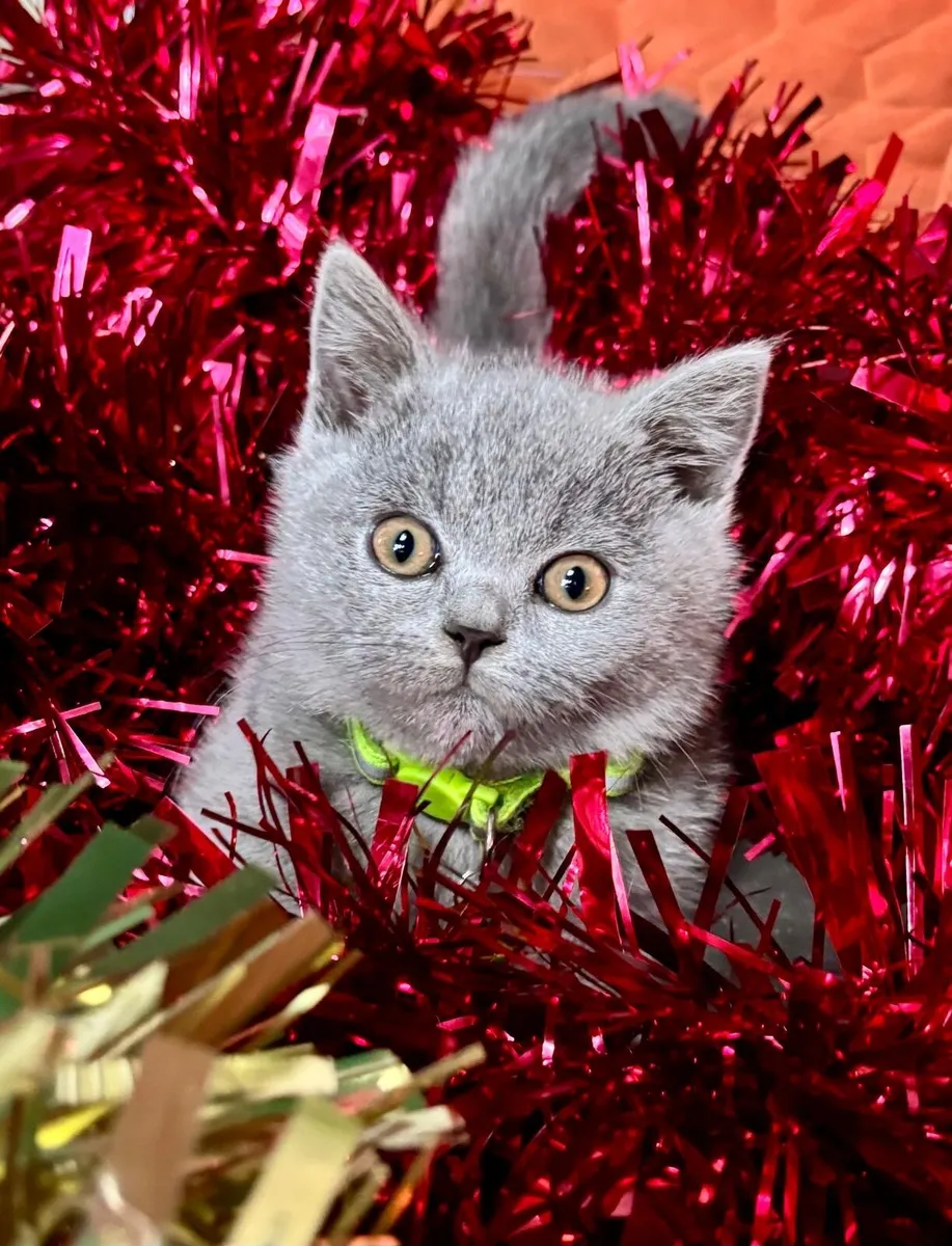 British Shorthair - Image 1