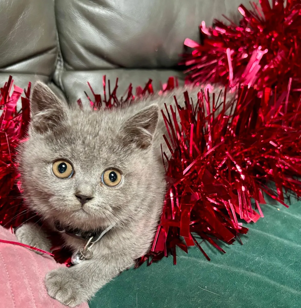 British Shorthair - Image 2