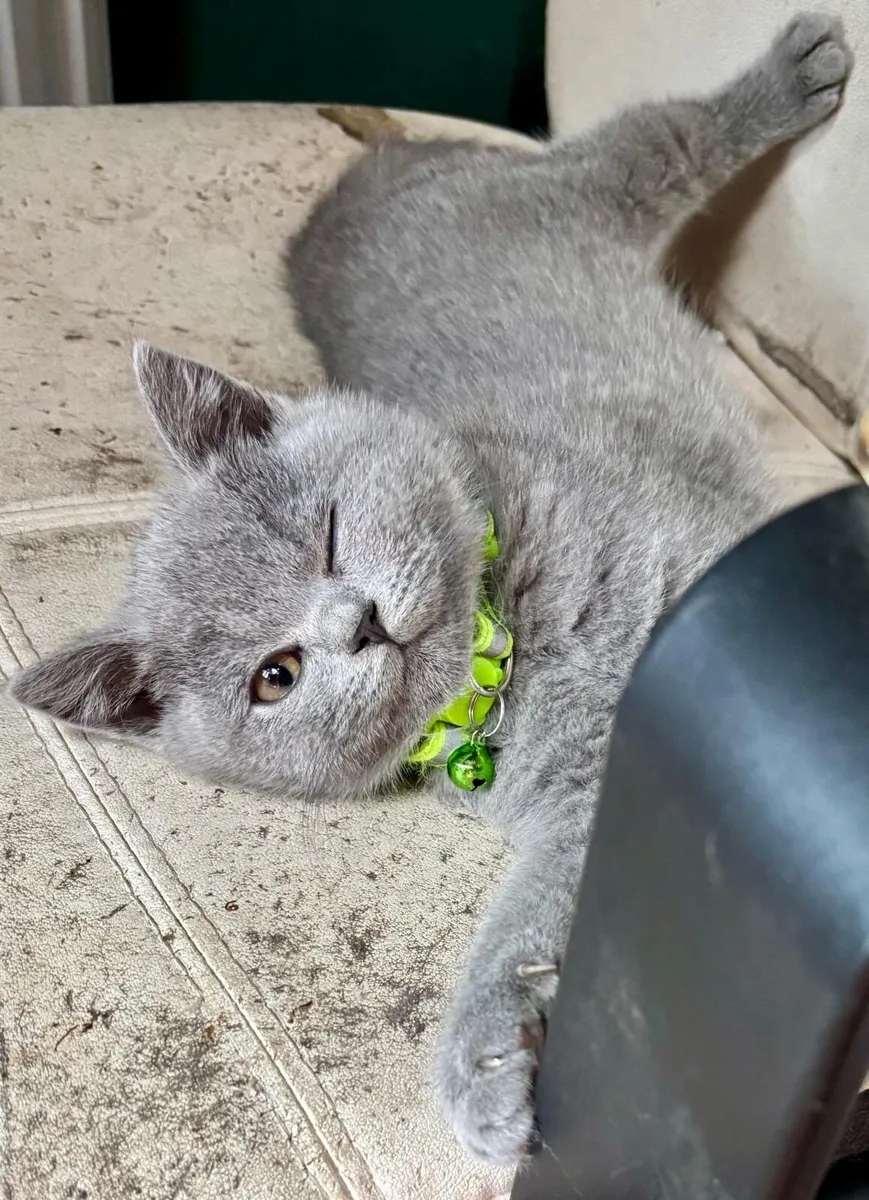 British Shorthair - Image 3