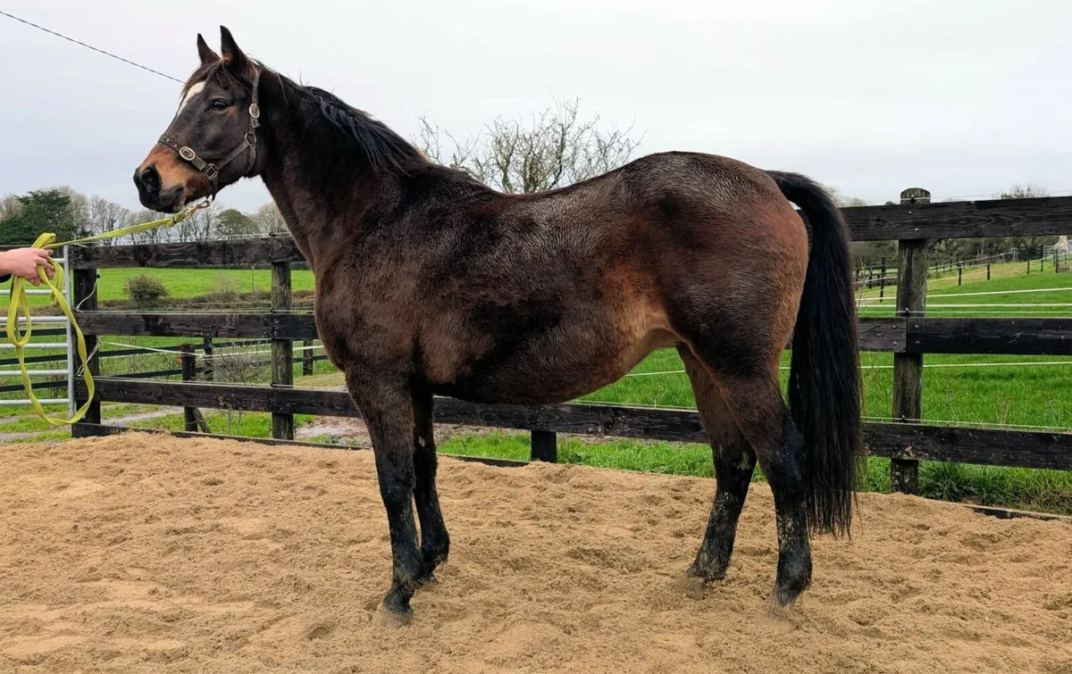 Dam of RDS winner and HOYS Ridden Hunter - Image 4