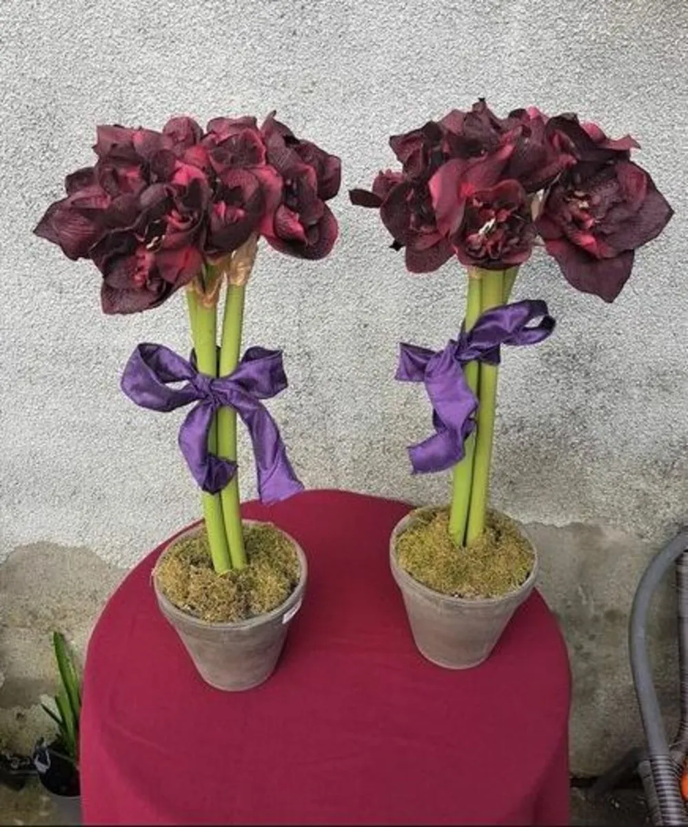 Pair of Silk  Amaryllis Plants - Image 2