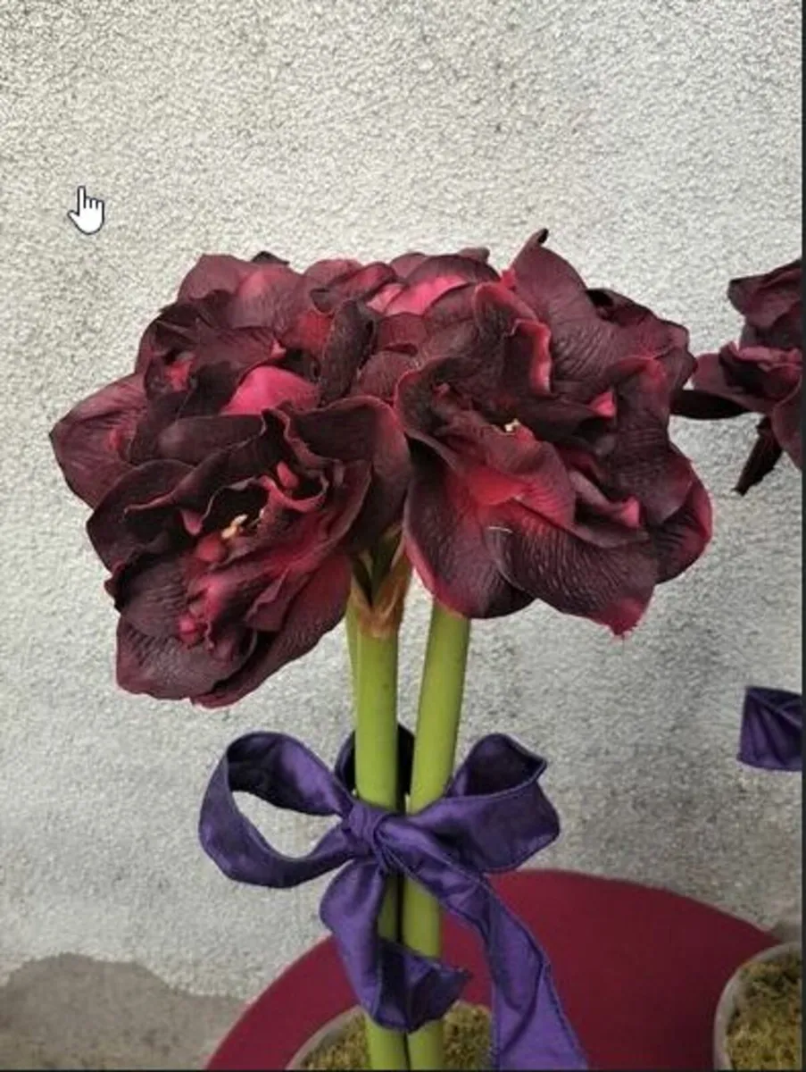 Pair of Silk  Amaryllis Plants - Image 1