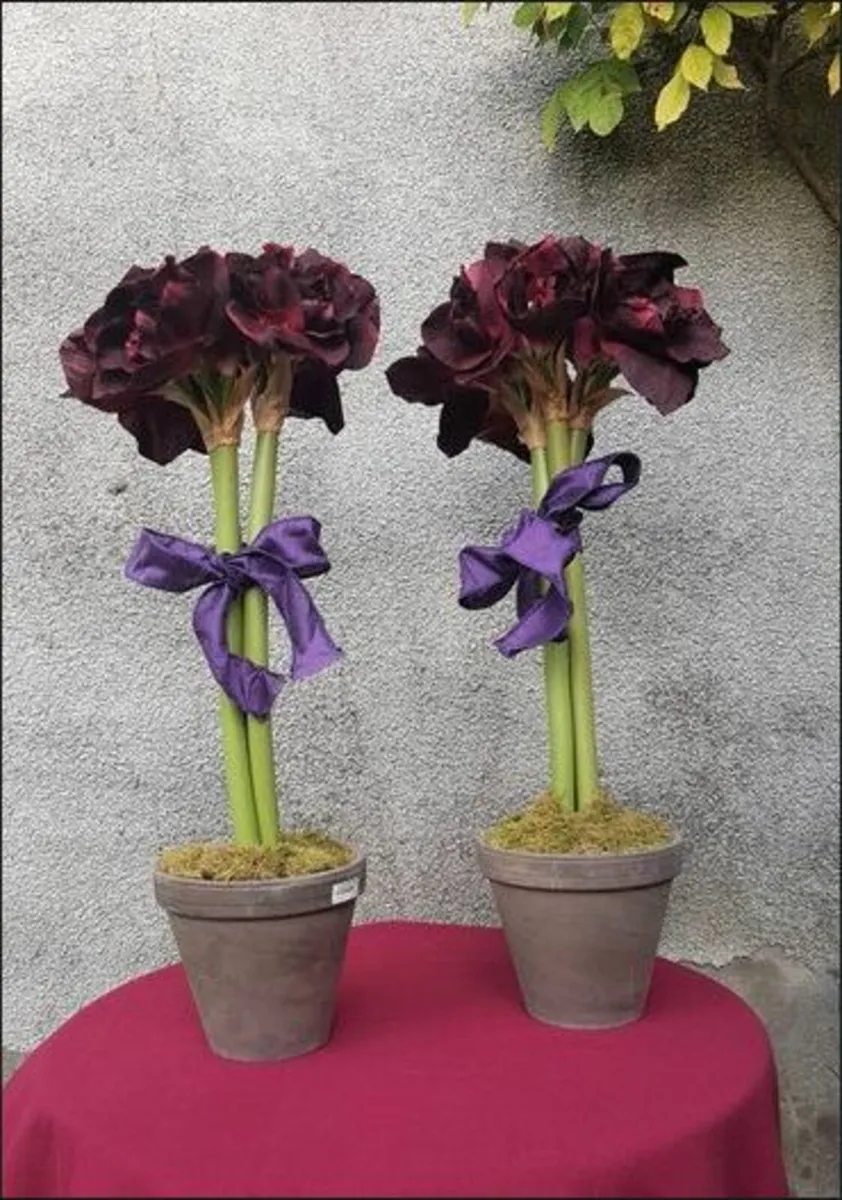 Pair of Silk  Amaryllis Plants - Image 3