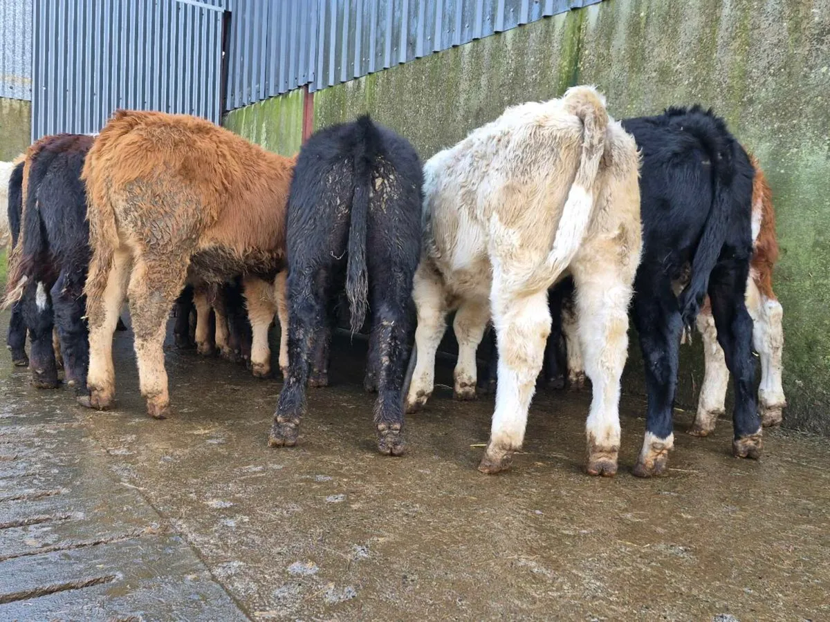 10 Super Bull Weanlings - Image 1