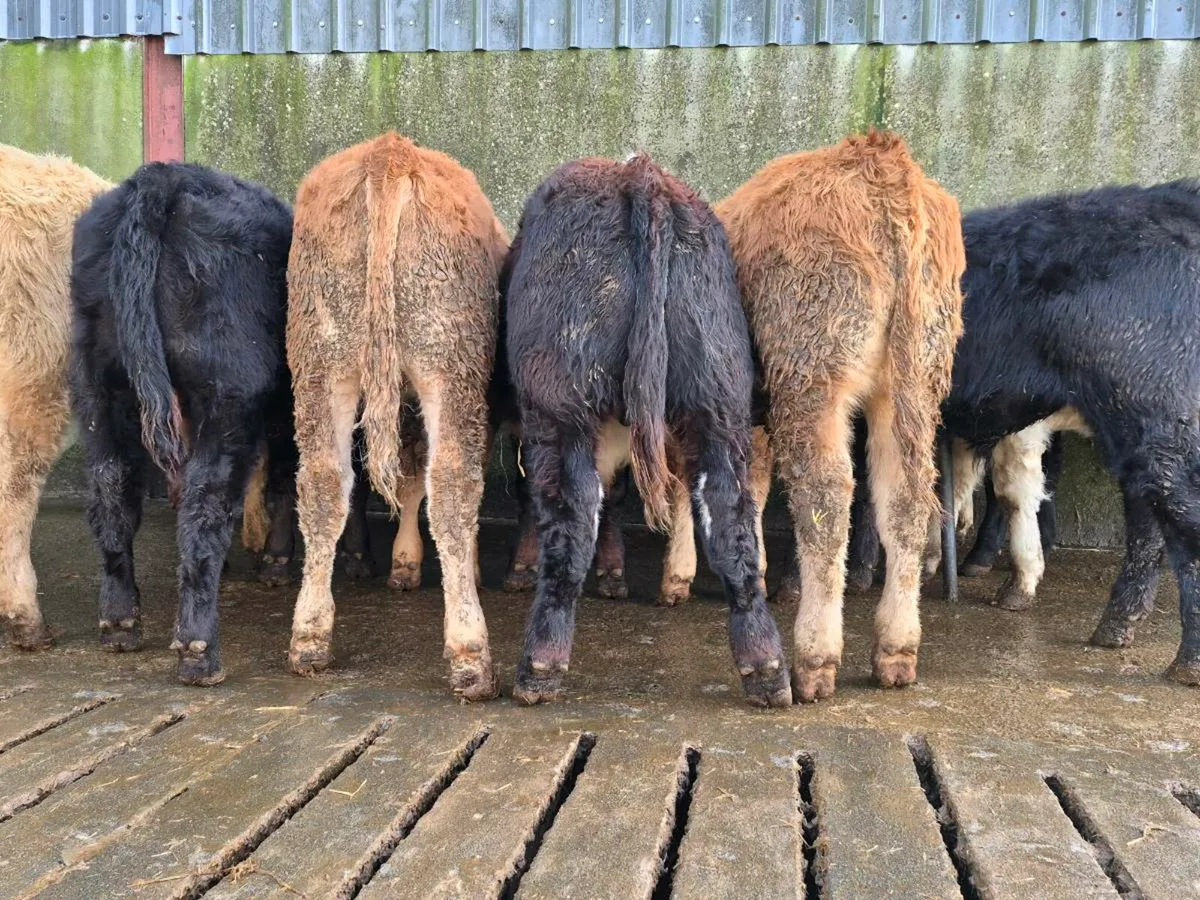 10 Super Bull Weanlings - Image 2