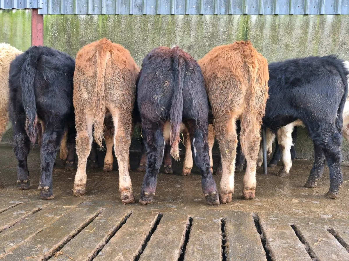 10 Super Bull Weanlings - Image 3