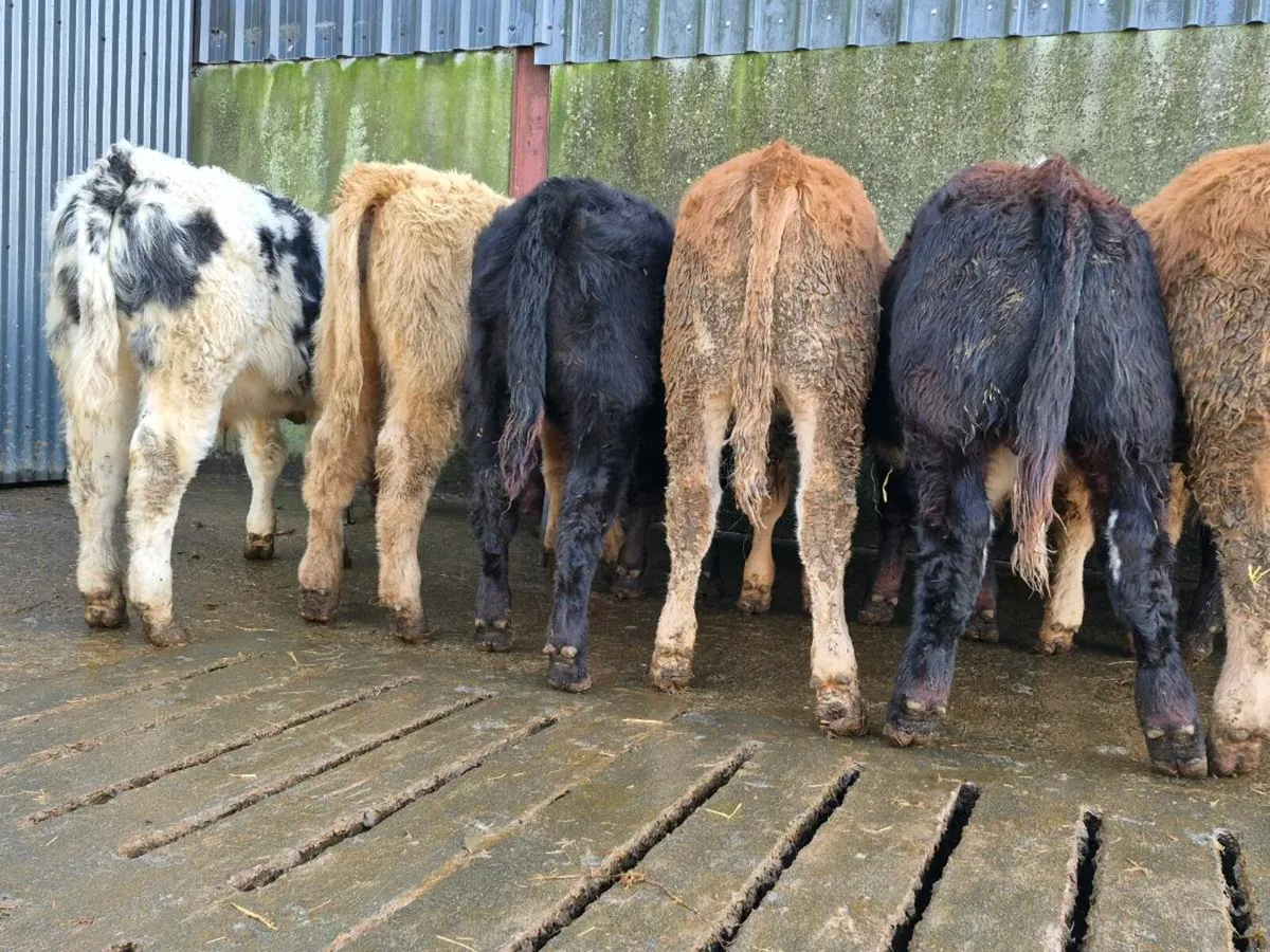 10 Super Bull Weanlings - Image 4