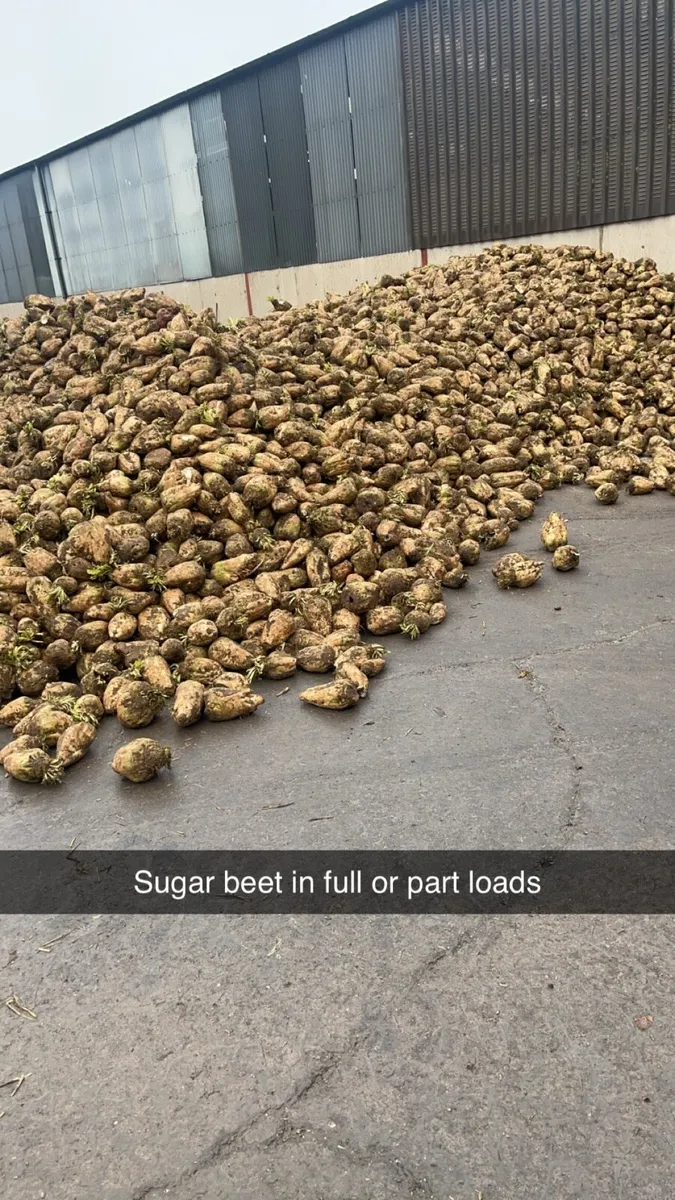 Fodderbeet