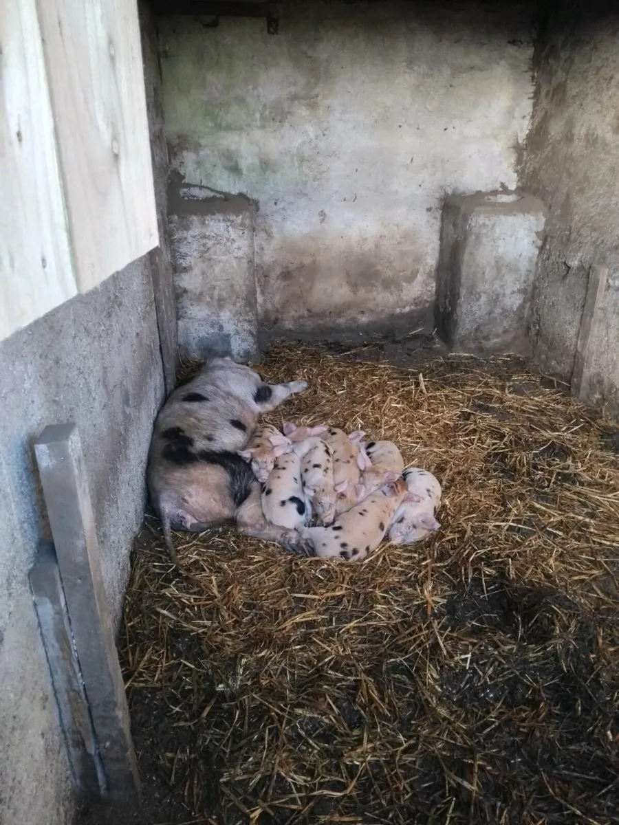 Piglets for sale - Image 2