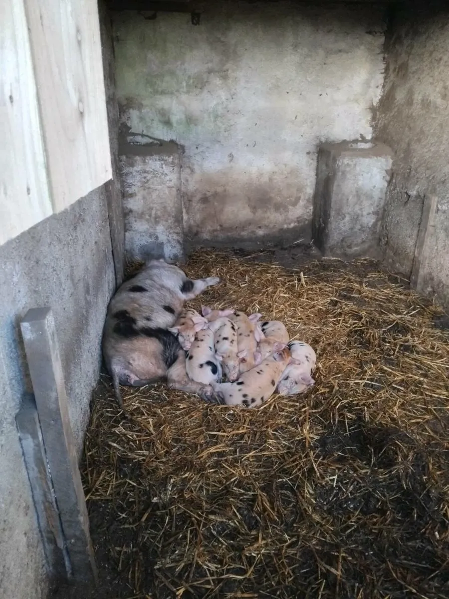 Piglets for sale - Image 3