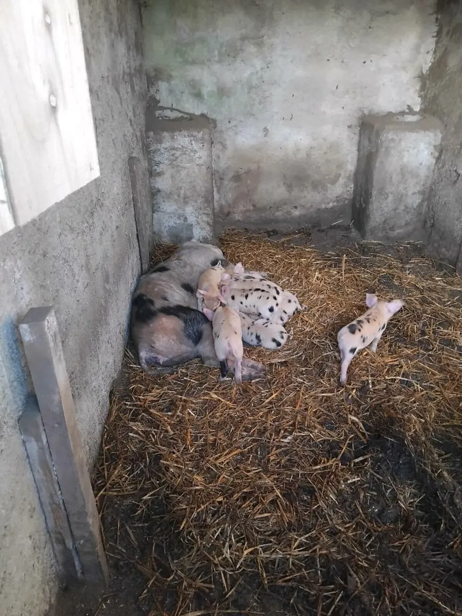 Piglets for sale - Image 4