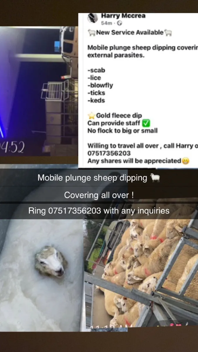 Sheep plunge dipping