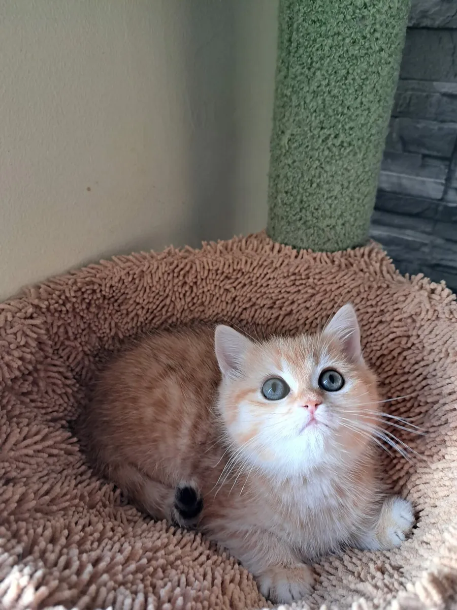 British kittens - Image 2