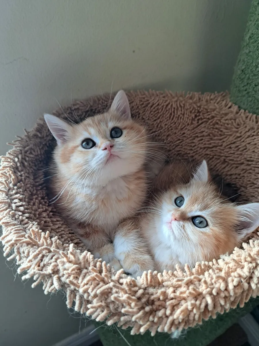 British kittens - Image 3