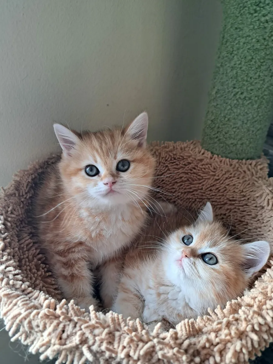 British kittens - Image 1