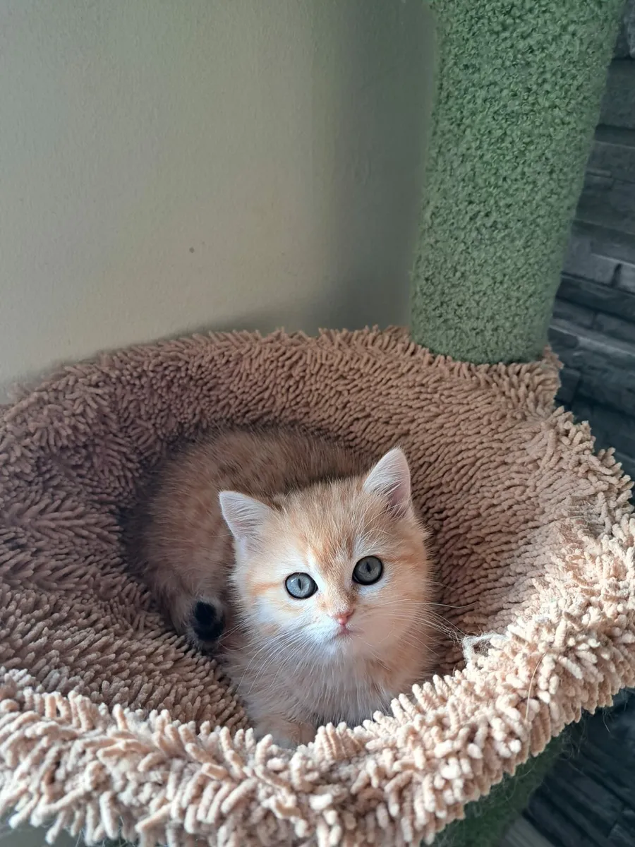 British kittens - Image 4