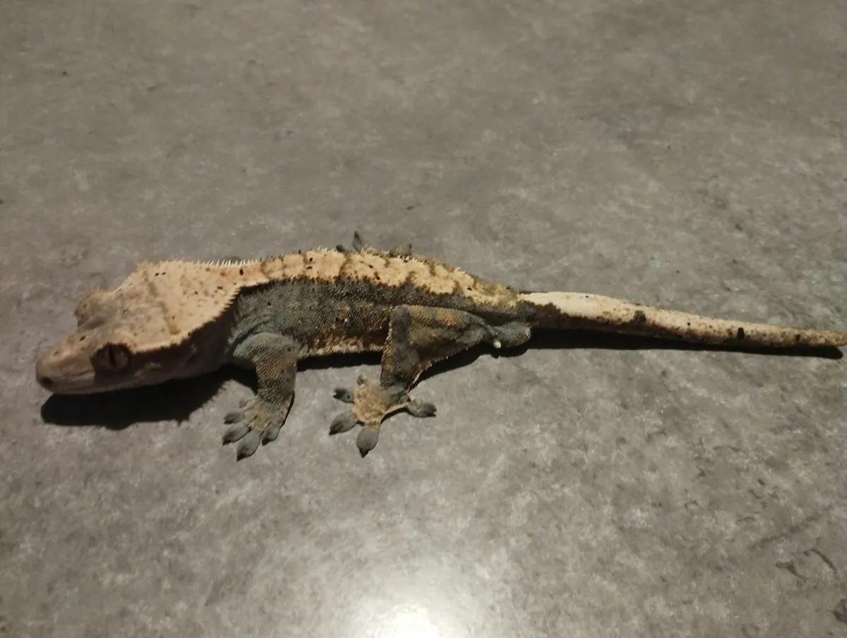 Crested gecko, male and female - Image 2
