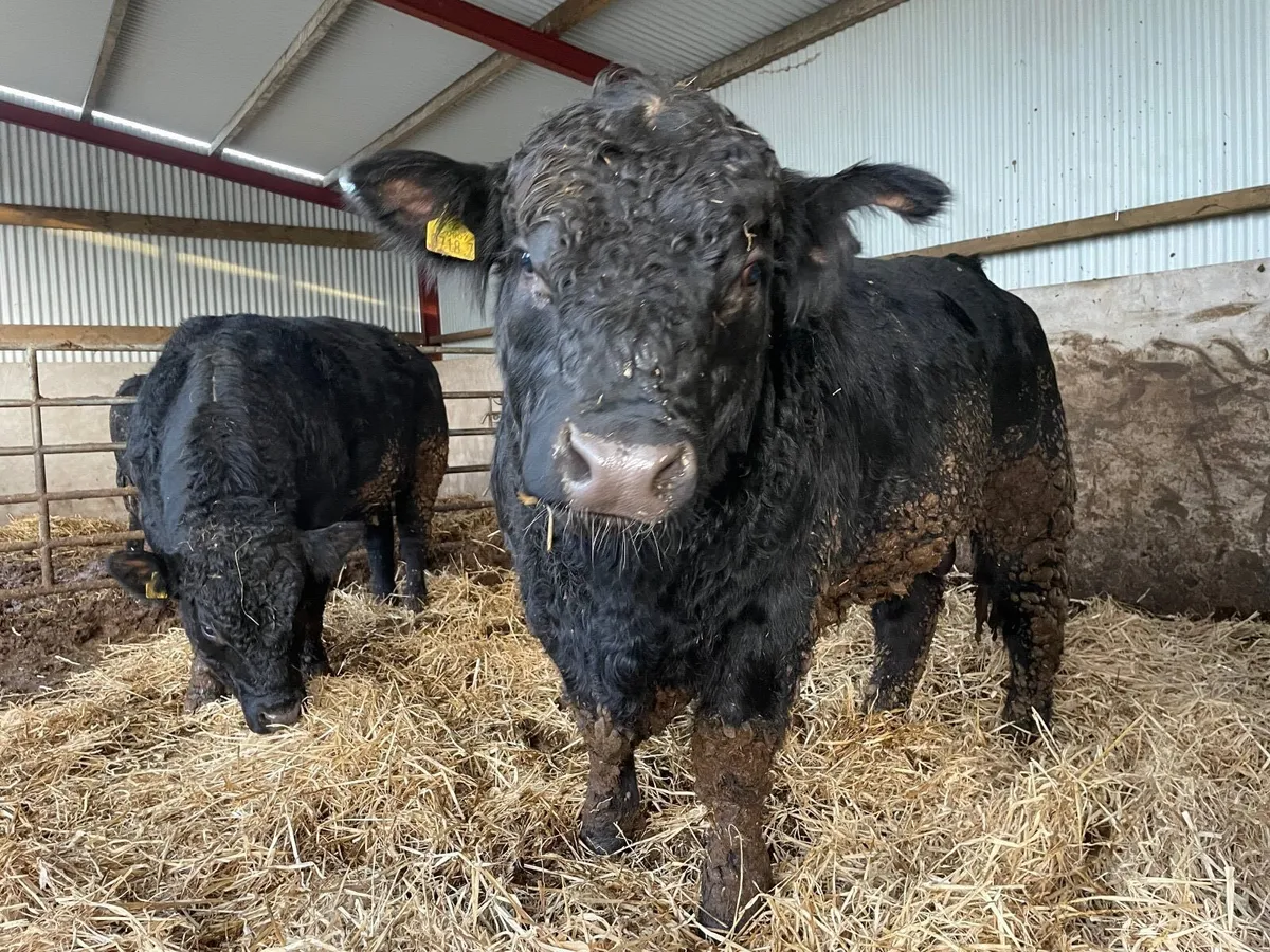 Pedigree aberdeen angus bulls - Image 4