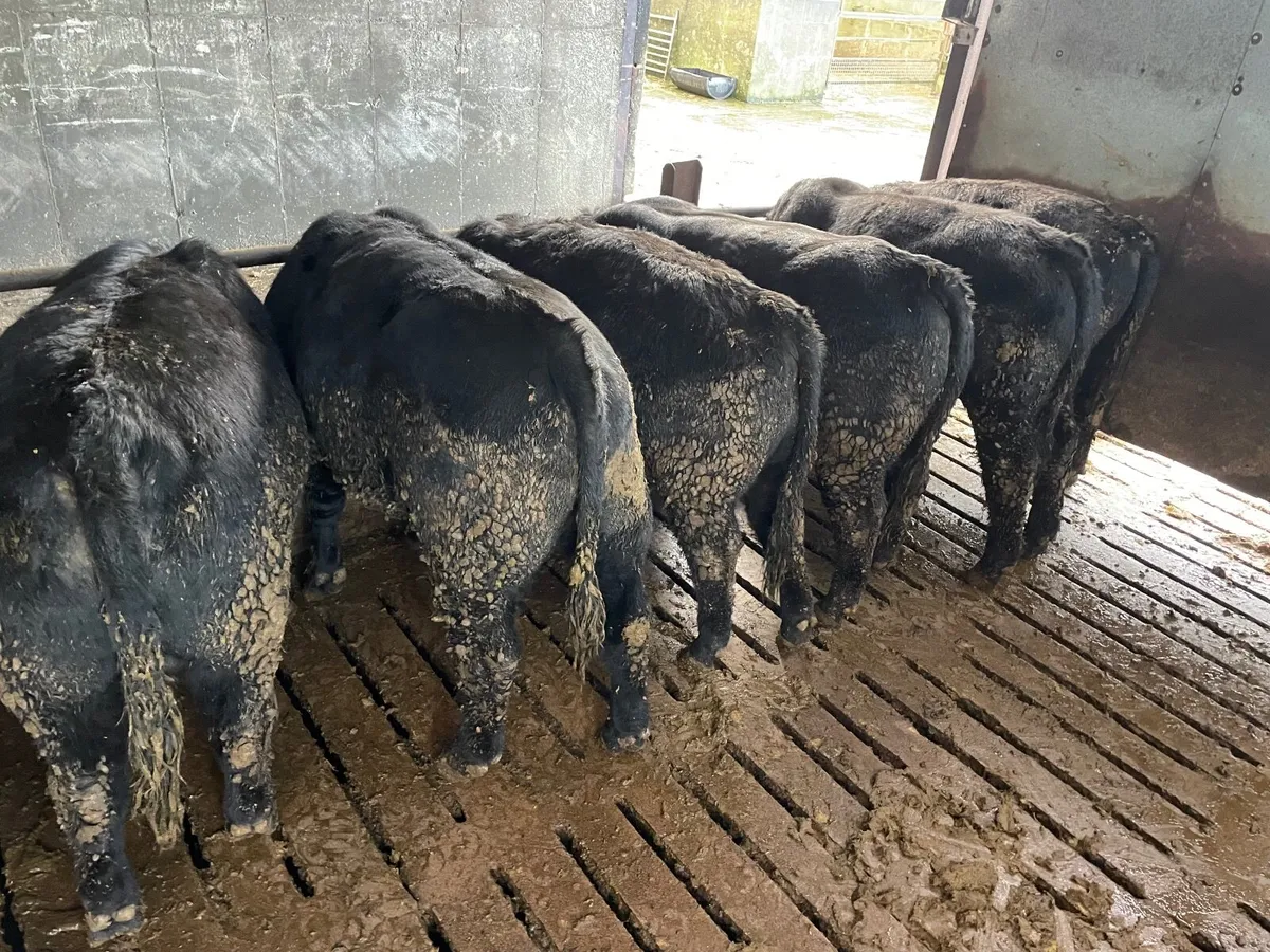 Pedigree aberdeen angus bulls - Image 3