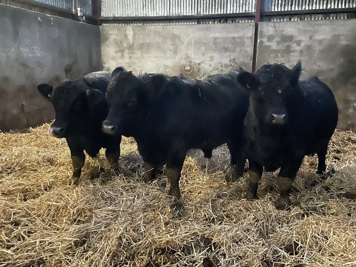 Pedigree aberdeen angus bulls - Image 2