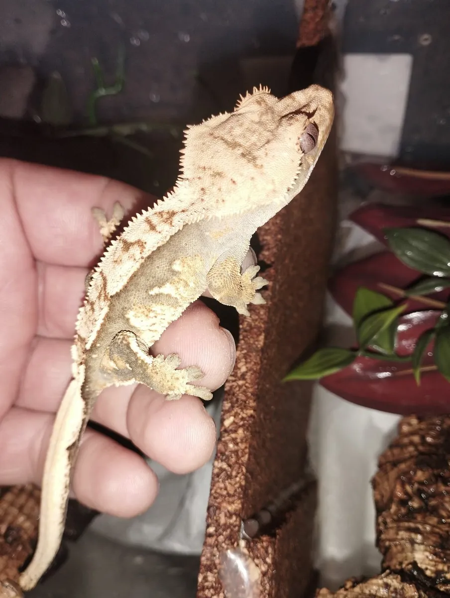 Crested gecko, male and female - Image 1