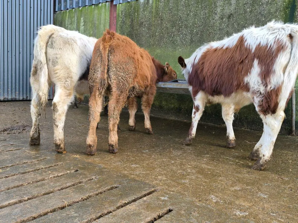 4 Quality Bull Weanlings - Image 1