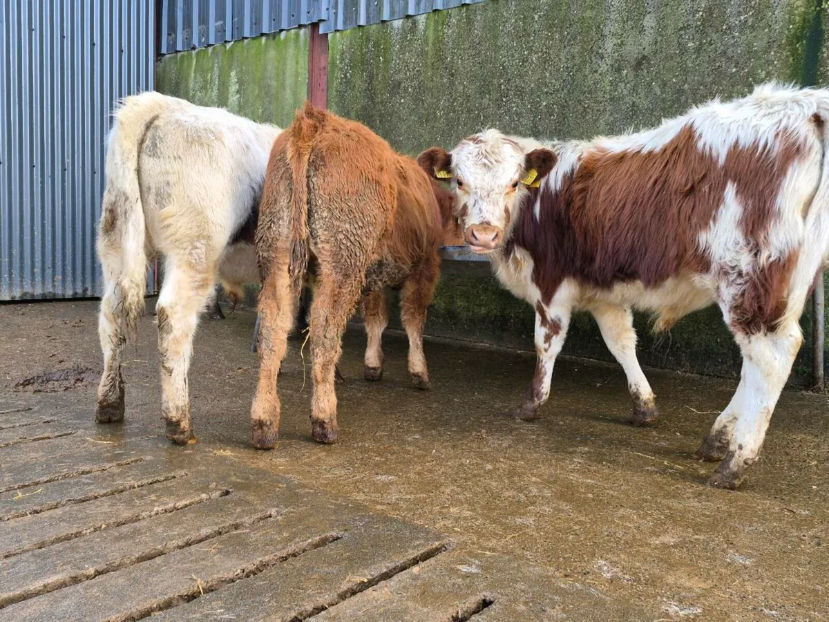 4 Quality Bull Weanlings - Image 2