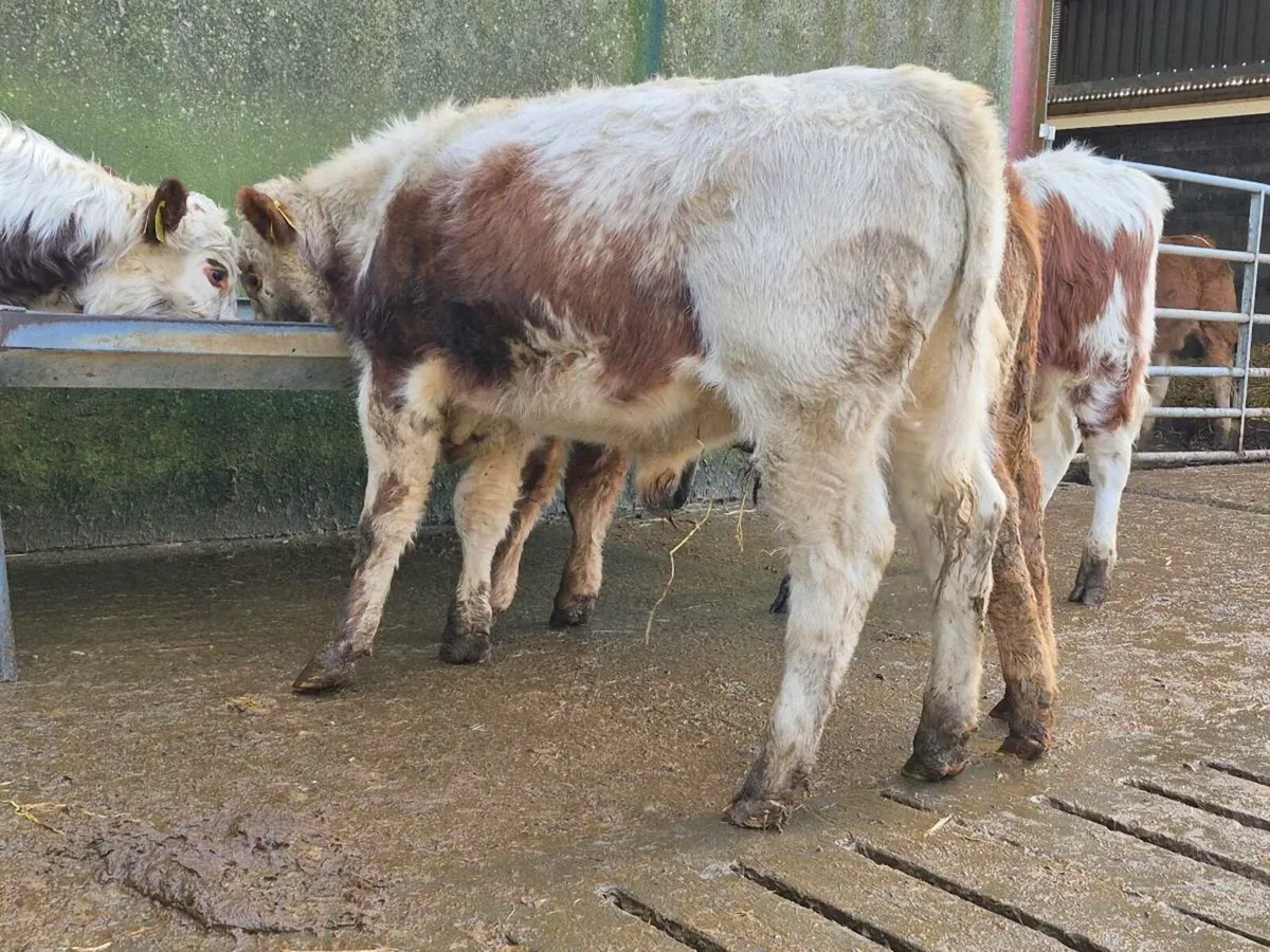 4 Quality Bull Weanlings - Image 3