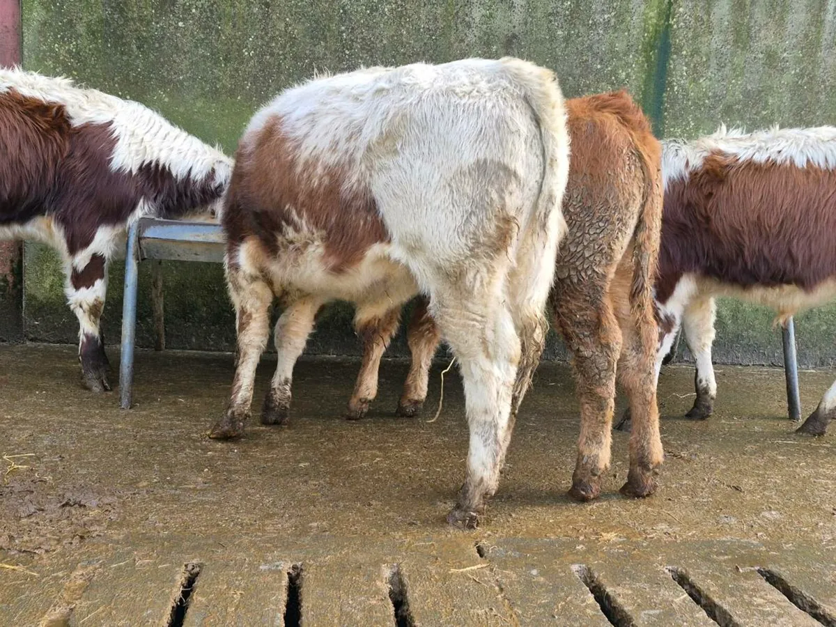 4 Quality Bull Weanlings - Image 4