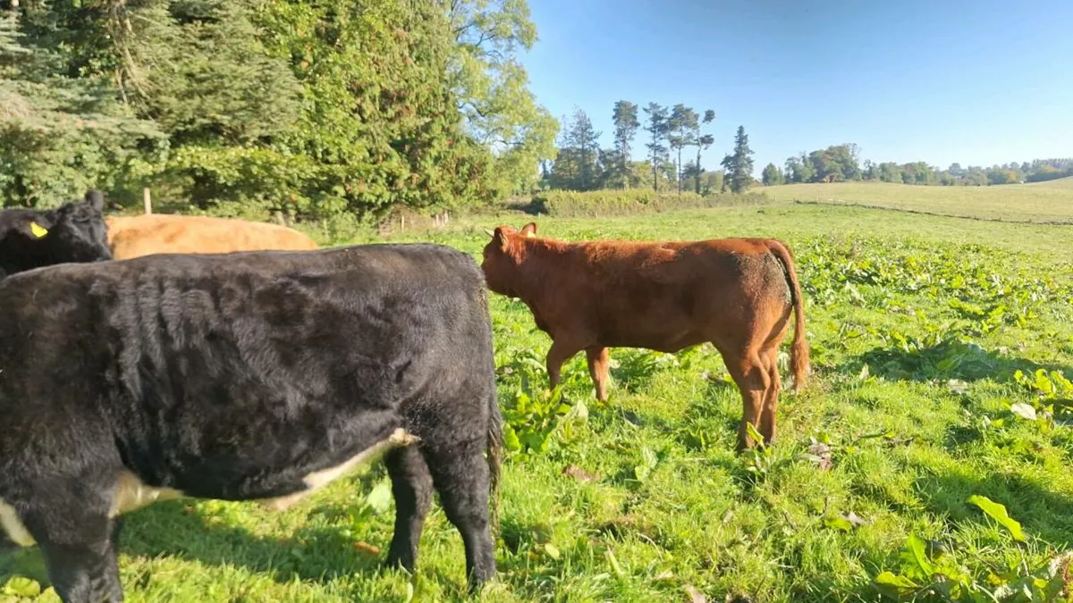 Organic heifers - Image 1