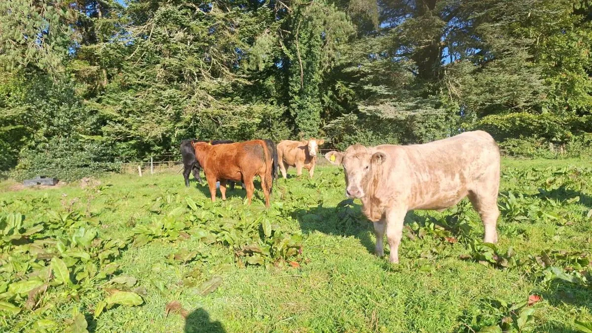 Organic heifers - Image 2