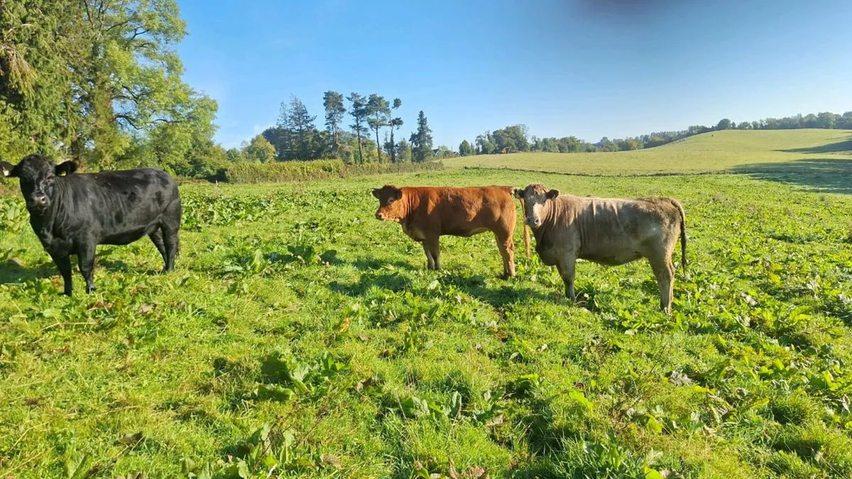 Organic heifers - Image 3