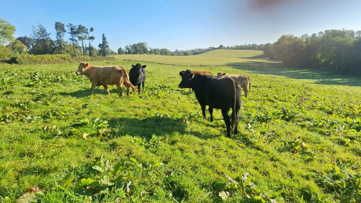 Organic heifers - Image 4