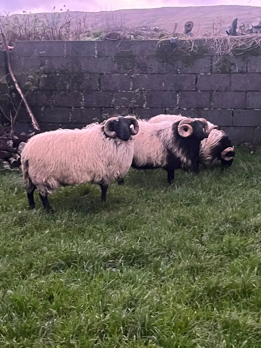 Mayo Blackface Rams - Image 1