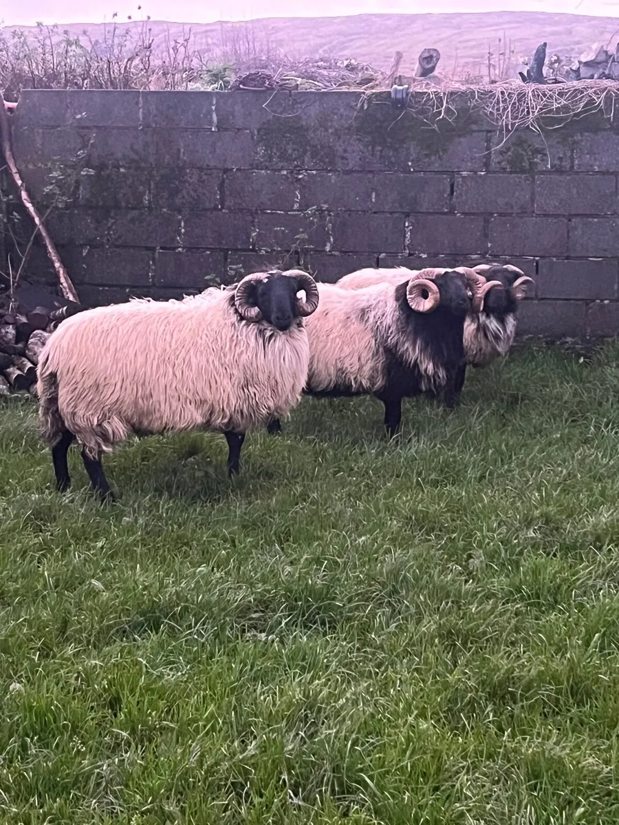 Mayo Blackface Rams - Image 2