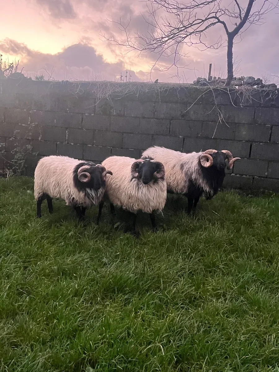 Mayo Blackface Rams - Image 3
