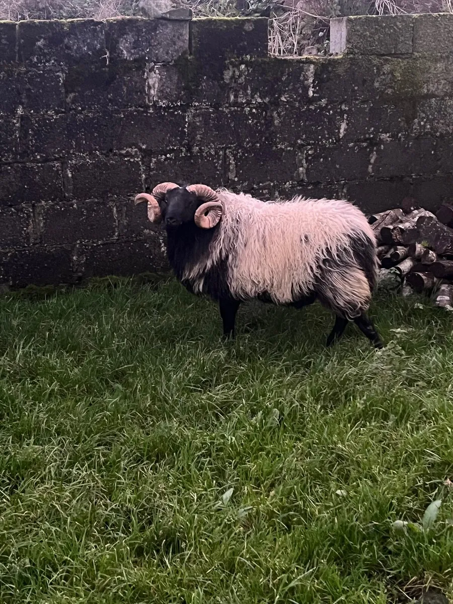 Mayo Blackface Rams - Image 4