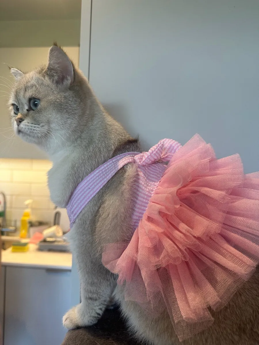 1 year old Scottish Straight cat - Image 3