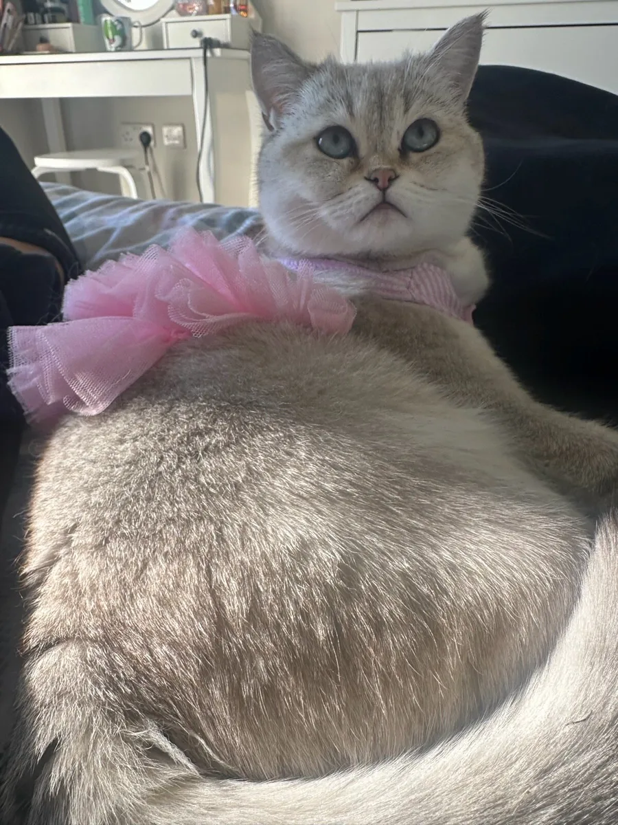 1 year old Scottish Straight cat - Image 4