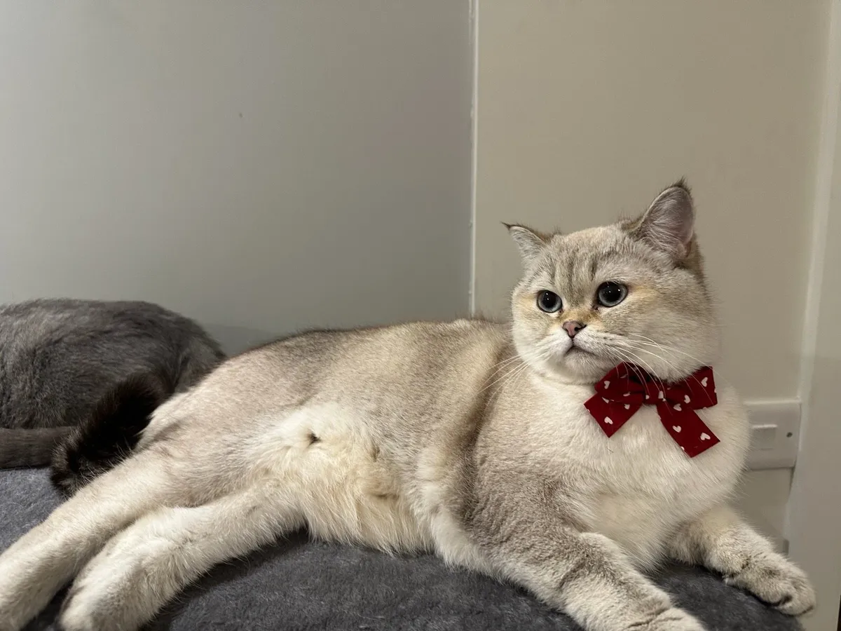 1 year old Scottish Straight cat - Image 2