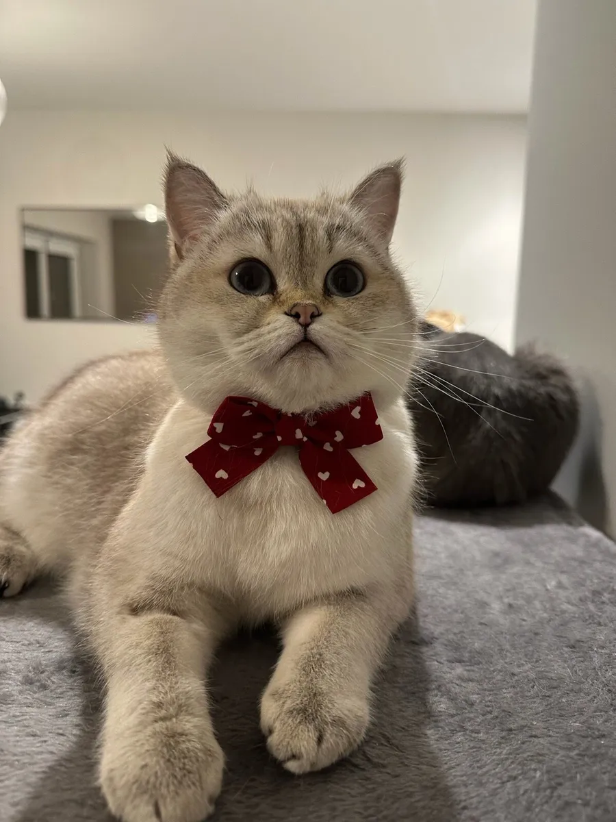 1 year old Scottish Straight cat - Image 1