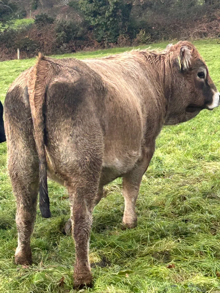PB aubrac heifer - Image 2