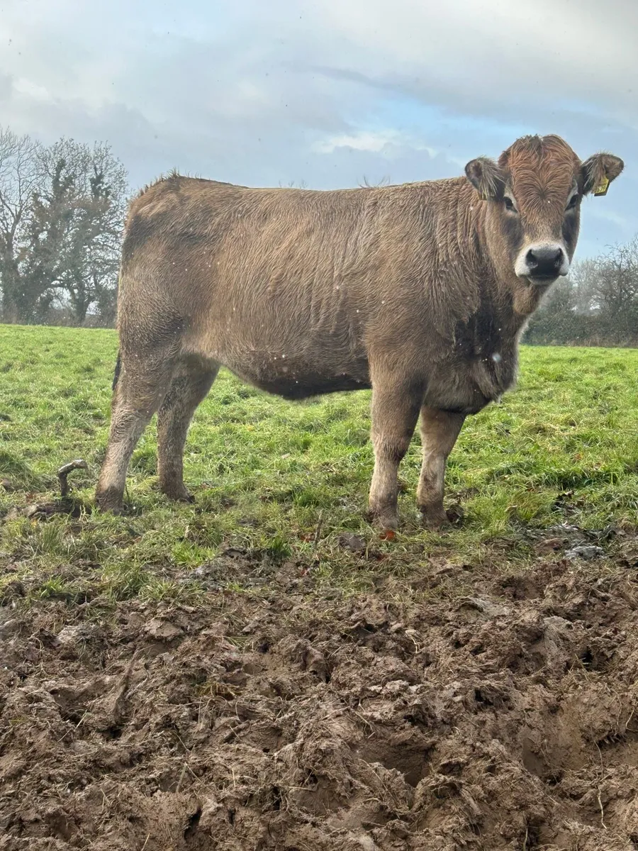 PB aubrac heifer - Image 1