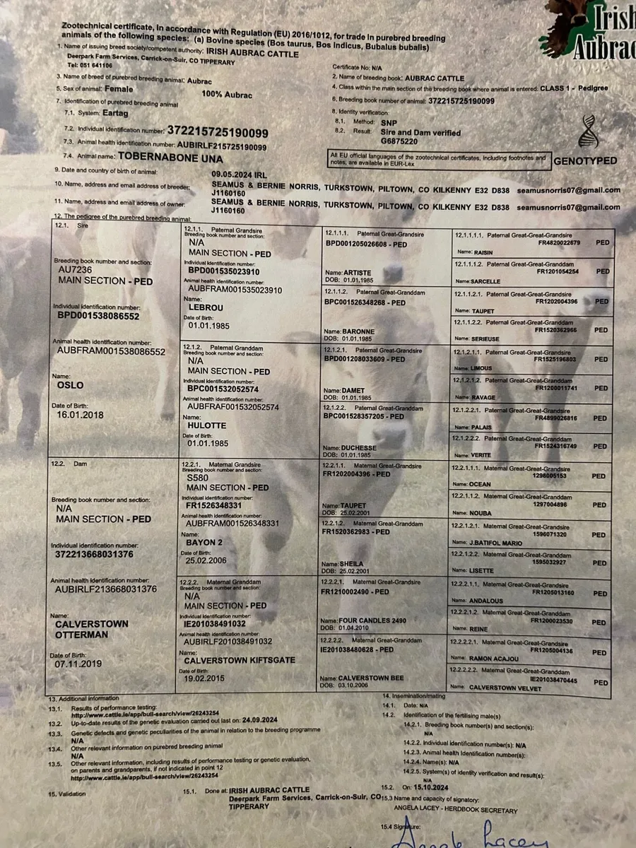 PB aubrac heifer - Image 3