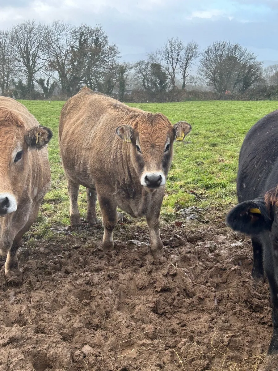PB aubrac heifer - Image 4